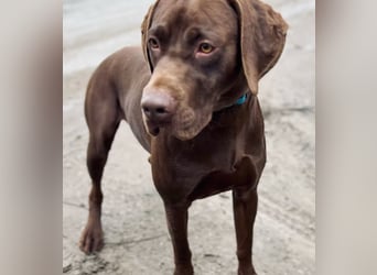 Rocky2 - Liebevolles Kraftpaket auf der Suche nach Führung