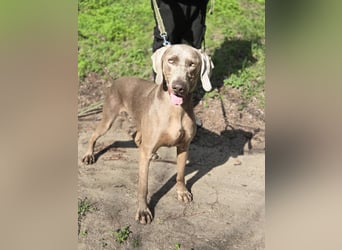 Füge – sensibler Weimaraner mit Bindungswunsch sucht sein Zuhause