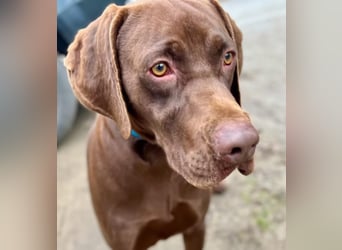 Rocky2 - Liebevolles Kraftpaket auf der Suche nach Führung