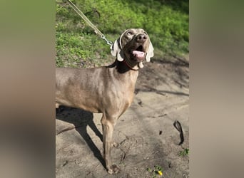 Füge – sensibler Weimaraner mit Bindungswunsch sucht sein Zuhause