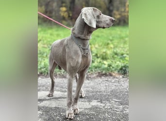 FELIX - der hübsche, zugewandte junge Mann hat im Tierheim großen Stress...