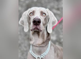 FELIX - der hübsche, zugewandte junge Mann hat im Tierheim großen Stress...