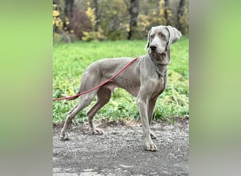 FELIX - der hübsche, zugewandte junge Mann hat im Tierheim großen Stress...