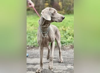FELIX - der hübsche, zugewandte junge Mann hat im Tierheim großen Stress...
