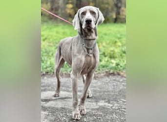 FELIX - der hübsche, zugewandte junge Mann hat im Tierheim großen Stress...
