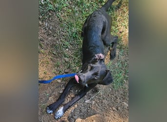 Anny & Nana vom Gnadenhof in den Bergen von Nordmazedonien