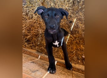 Anny & Nana vom Gnadenhof in den Bergen von Nordmazedonien