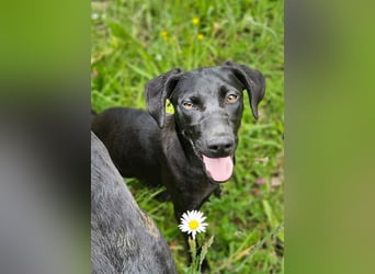 Anny & Nana vom Gnadenhof in den Bergen von Nordmazedonien