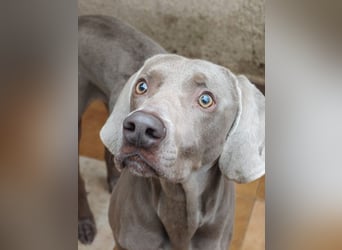 TANGO-treuer Herzenshund, loyal, liebevoll,  anhänglich, sucht liebevolles Für-immer-Zuhause