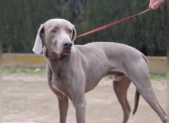 TANGO-treuer Herzenshund, loyal, liebevoll,  anhänglich, sucht liebevolles Für-immer-Zuhause