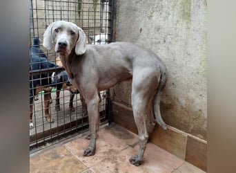 TANGO-treuer Herzenshund, loyal, liebevoll,  anhänglich, sucht liebevolles Für-immer-Zuhause