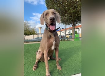 TANGO-treuer Herzenshund, loyal, liebevoll,  anhänglich, sucht liebevolles Für-immer-Zuhause