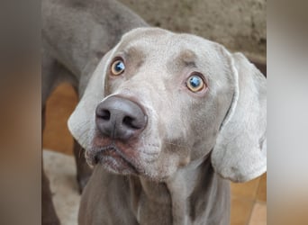 TANGO-treuer Herzenshund, loyal, liebevoll,  anhänglich, sucht liebevolles Für-immer-Zuhause