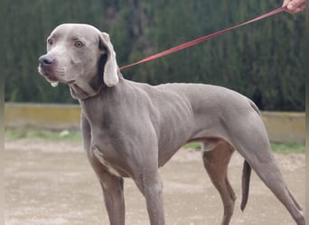 TANGO-treuer Herzenshund, loyal, liebevoll,  anhänglich, sucht liebevolles Für-immer-Zuhause