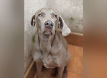 TANGO-treuer Herzenshund, loyal, liebevoll,  anhänglich, sucht liebevolles Für-immer-Zuhause