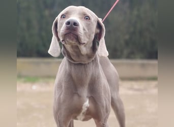 TANGO-treuer Herzenshund, loyal, liebevoll,  anhänglich, sucht liebevolles Für-immer-Zuhause