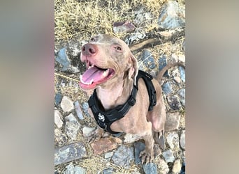 Vaiana – eine sanfte Weimaraner-Hündin
