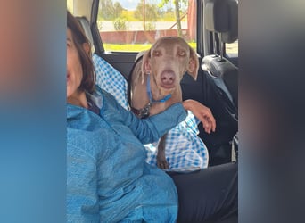 Vaiana – eine sanfte Weimaraner-Hündin