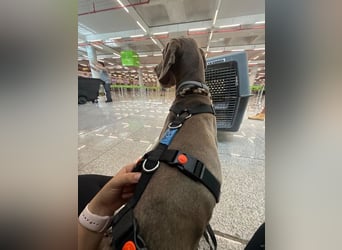 Fita ist eine neugierig und kluge Schmuserin