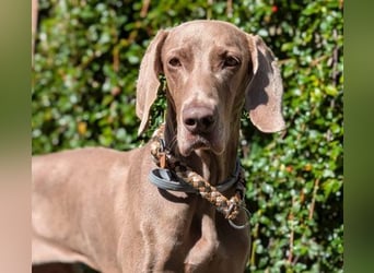 Fita ist eine neugierig und kluge Schmuserin