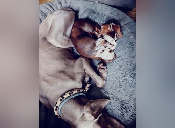 Fita ist eine neugierig und kluge Schmuserin