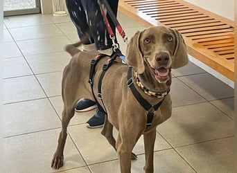 Fita ist eine neugierig und kluge Schmuserin