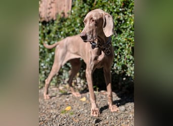 Fita ist eine neugierig und kluge Schmuserin