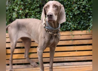 Fita ist eine neugierig und kluge Schmuserin