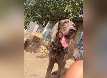 Fita ist eine neugierig und kluge Schmuserin