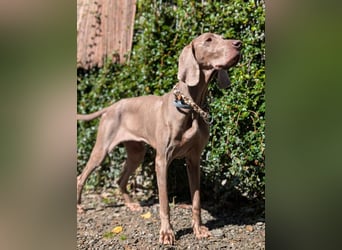 Fita ist eine neugierig und kluge Schmuserin