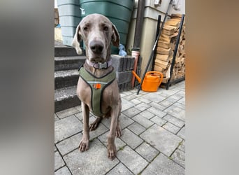Drogo -katzenverträglicher Weimaraner-Rüde sucht ein Zuhause mit ganz viel Nähe