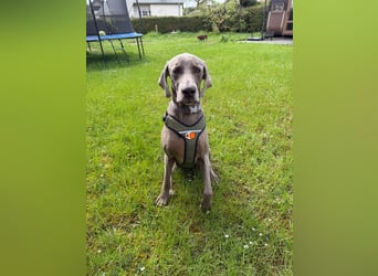 Drogo -katzenverträglicher Weimaraner-Rüde sucht ein Zuhause mit ganz viel Nähe