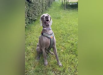 Drogo -katzenverträglicher Weimaraner-Rüde sucht ein Zuhause mit ganz viel Nähe