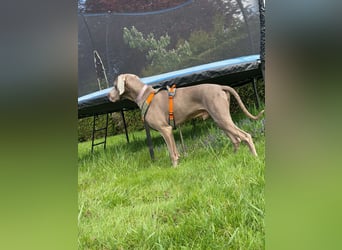 Drogo -katzenverträglicher Weimaraner-Rüde sucht ein Zuhause mit ganz viel Nähe