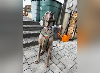 Drogo -katzenverträglicher Weimaraner-Rüde sucht ein Zuhause mit ganz viel Nähe