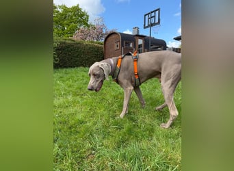 Drogo -katzenverträglicher Weimaraner-Rüde sucht ein Zuhause mit ganz viel Nähe