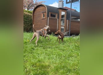 Drogo -katzenverträglicher Weimaraner-Rüde sucht ein Zuhause mit ganz viel Nähe