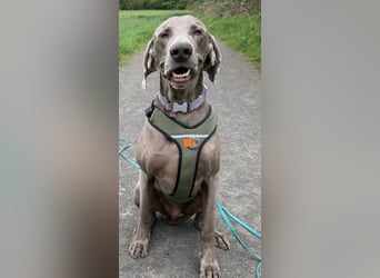 Drogo -katzenverträglicher Weimaraner-Rüde sucht ein Zuhause mit ganz viel Nähe