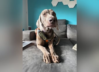 Drogo -katzenverträglicher Weimaraner-Rüde sucht ein Zuhause mit ganz viel Nähe