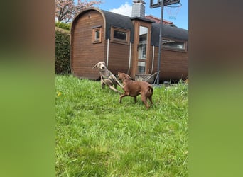 Drogo -katzenverträglicher Weimaraner-Rüde sucht ein Zuhause mit ganz viel Nähe