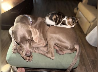 Drogo -katzenverträglicher Weimaraner-Rüde sucht ein Zuhause mit ganz viel Nähe