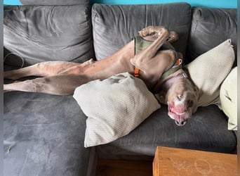 Drogo -katzenverträglicher Weimaraner-Rüde sucht ein Zuhause mit ganz viel Nähe