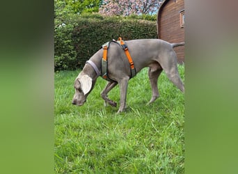 Drogo -katzenverträglicher Weimaraner-Rüde sucht ein Zuhause mit ganz viel Nähe