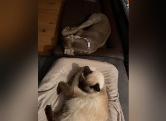 Drogo -katzenverträglicher Weimaraner-Rüde sucht ein Zuhause mit ganz viel Nähe