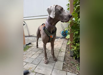 Drogo -katzenverträglicher Weimaraner-Rüde sucht ein Zuhause mit ganz viel Nähe