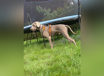 Drogo -katzenverträglicher Weimaraner-Rüde sucht ein Zuhause mit ganz viel Nähe
