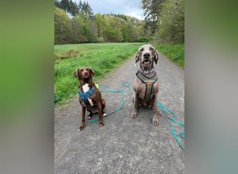 Drogo -katzenverträglicher Weimaraner-Rüde sucht ein Zuhause mit ganz viel Nähe