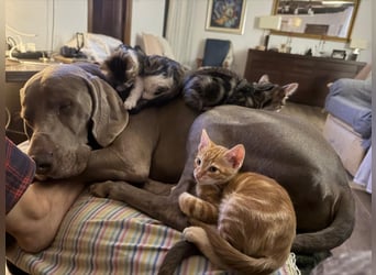 Drogo - wunderschöner Jagdhund mit sanftem Wesen und Herz für Katzen