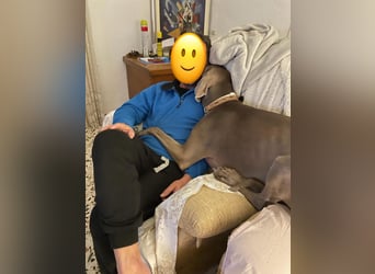 Drogo - wunderschöner Jagdhund mit sanftem Wesen und Herz für Katzen