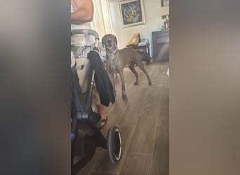 Drogo - wunderschöner Jagdhund mit sanftem Wesen und Herz für Katzen